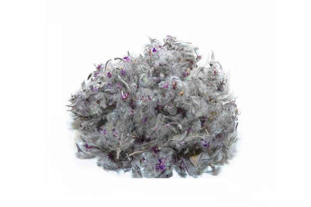 چای کوهی (کد محصول 115778172)